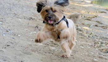 chien-enerve Un chien excité