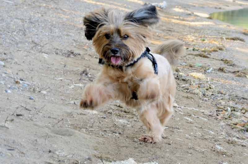 Chien énervé: 8 conseils pour le calmer Chien énervé: 8 conseils pour le calmer