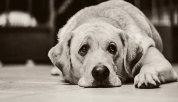 chien-malheureux Un chien triste