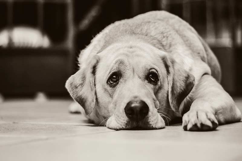 Chien malheureux : comment le stimuler Chien malheureux : comment le stimuler