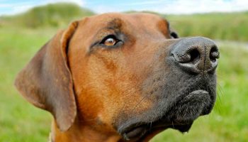 chien-protecteur Chien trop protecteur