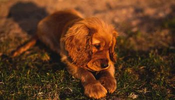 chien-qui-mord-sa-patte Chien qui mordille sa patte