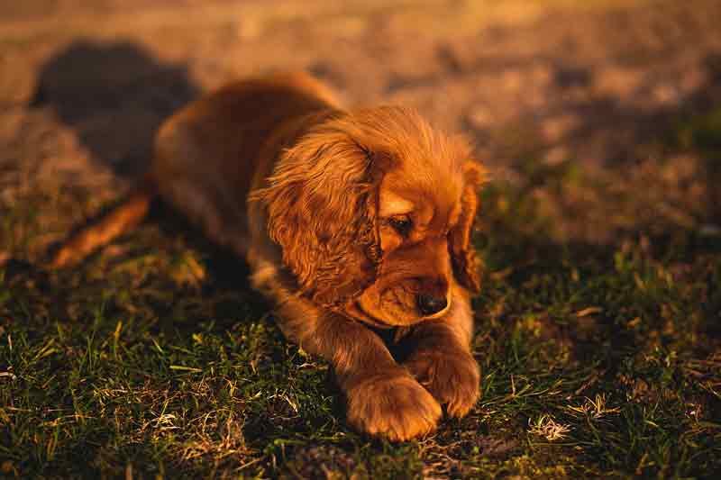 Mon chien se mord la patte : causes et solutions Mon chien se mord la patte : causes et solutions
