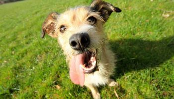 chien-qui-tire-la-langue Un chien qui tire la langue