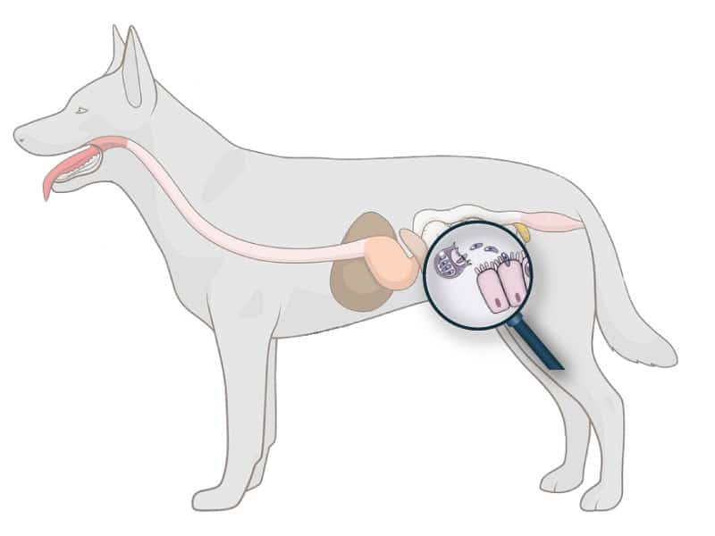 Coccidioses du chien causes, symptômes, transmission et traitement