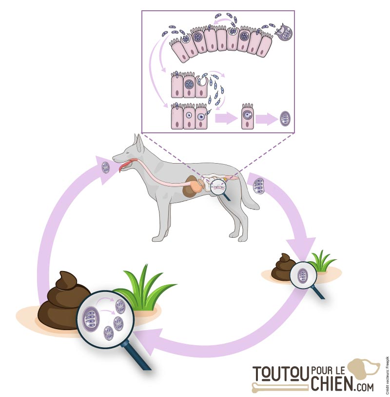 Coccidioses du chien causes, symptômes, transmission et traitement