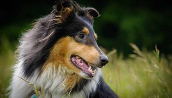 lupus-chien Le lupus du chien