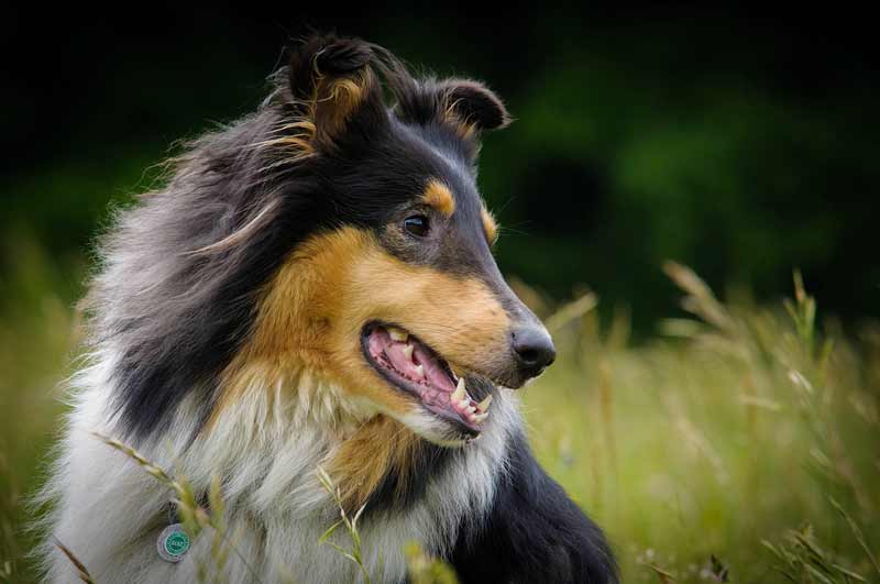 Tout ce qu'il faut savoir sur les chiens Tout ce qu'il faut savoir sur les chiens