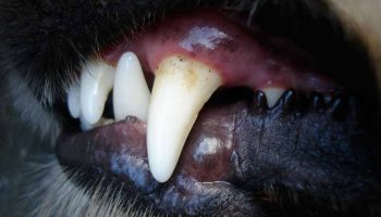 gingivite chien La gingivite du chien