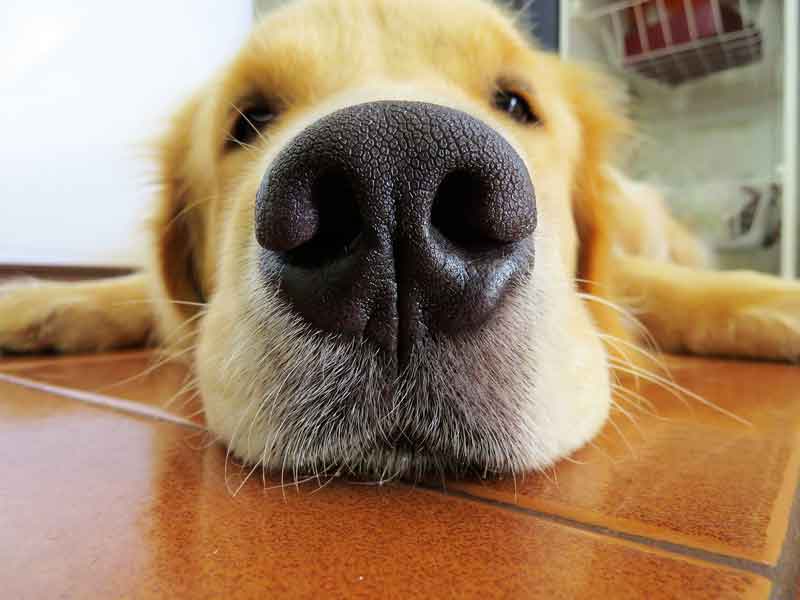 Mon chien a la truffe froide - Toutoupourlechien.com Mon chien a la truffe froide - Toutoupourlechien.com