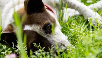 urticaire-chien L'urticaire du chien