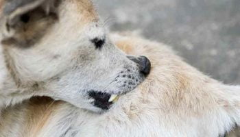 bouton-blanc-chien Les boutons blanc du chien