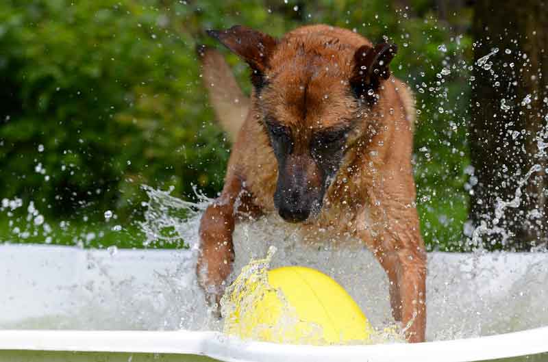 https://www.toutoupourlechien.com/wp-content/uploads/2018/07/jeu-eau-chien.jpg
