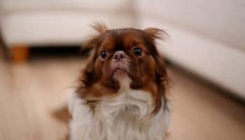 chien-seul Chien qui ne veut pas rester seul
