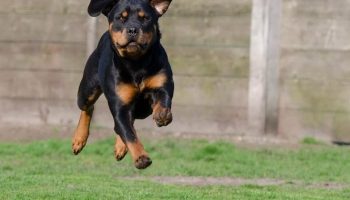 evaluation-comportementale-chien évaluation comportementale du chien
