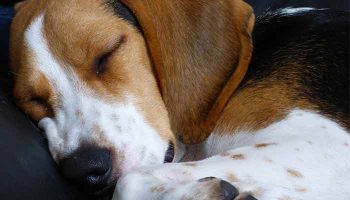 mon-chien-se-couche-sur-moi mon chien se couche sur moi