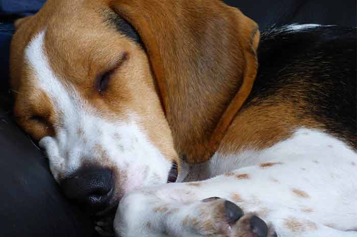 Mon chien se couche sur moi : pourquoi et que faire Mon chien se couche sur moi : pourquoi et que faire