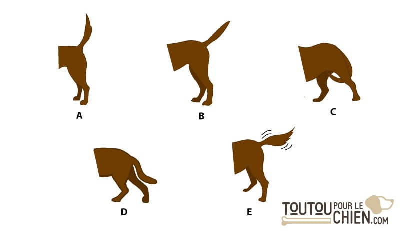 Chien Queu Entre Les Jambes www.toutoupourlechien.com
