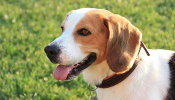 race-chien-chasse race de chien de chasse
