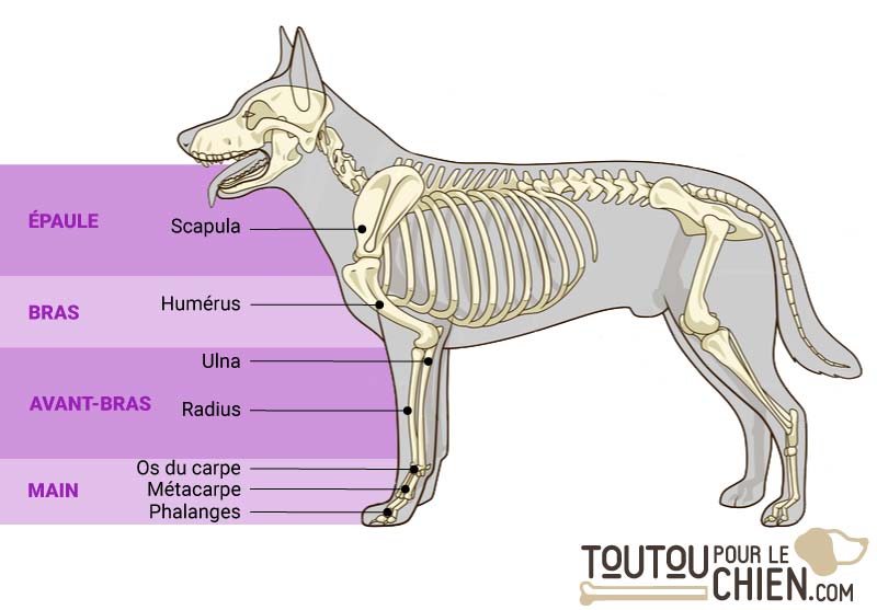 Patte de chien constitution et particularités