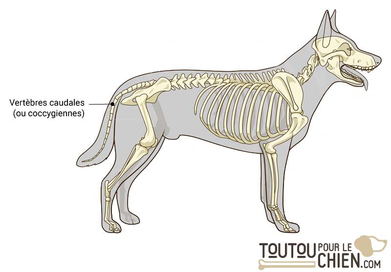 Queue de chien anatomie, morphologie, rôle, anomalies et affections