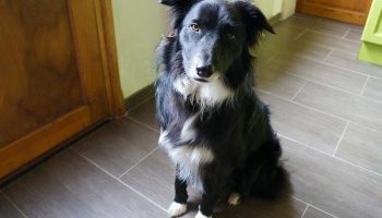 chien-collant chien collant