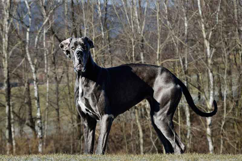 La Race De Chien La Plus Grande Le plus grand chien au monde : une taille incroyable - Toutpourlechien.com