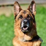 Comment éduquer un berger allemand ? Comment éduquer un berger allemand ?