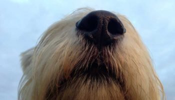 hyperkeratose-chien-truffe
