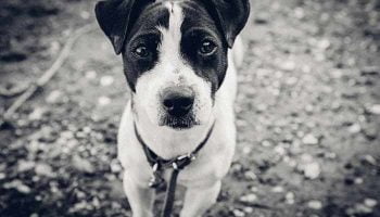 longe-chien longe pour chien