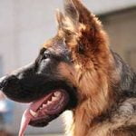 Comment nourrir un Berger Allemand ? Comment nourrir un Berger Allemand ?