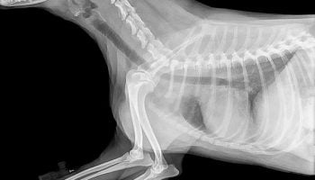 radiographie-chien La radiographie du chien