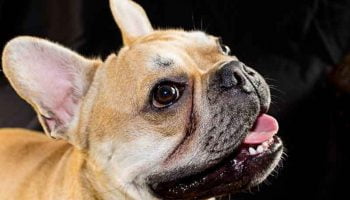 syndrome-brachycephale Le syndrome brachycéphale