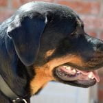 Comment éduquer un Rottweiler ? Comment éduquer un Rottweiler ?