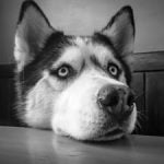 Comment nourrir un Husky ? Comment nourrir un Husky ?