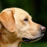 Comment nourrir un Labrador ? Comment nourrir un Labrador ?